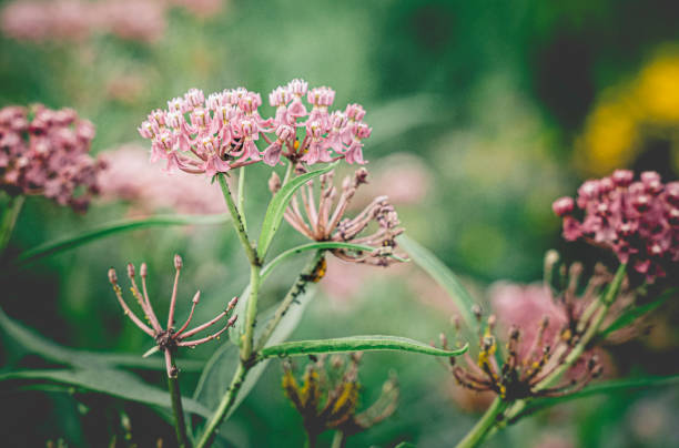 Tropical milkweed in the park's flowerbeds.