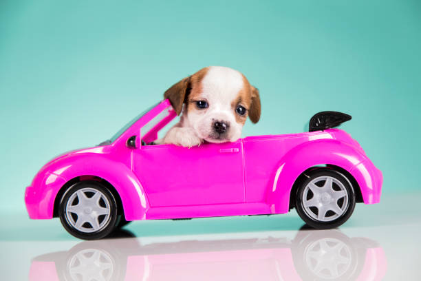 Portrait of the puppy dog