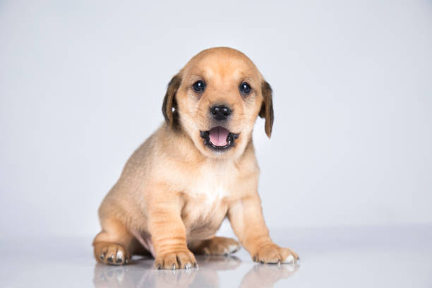 Portrait of the puppy dog