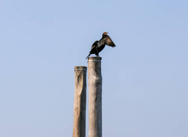 istock Double Crested Cormorant drying its wings standing on a wooden pole 2166591708