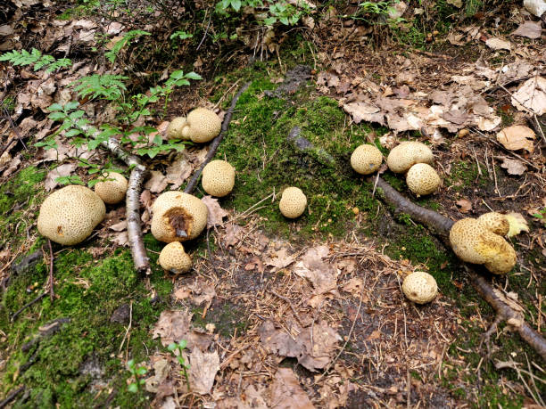 istock Mushroom ball sphere shape. Pick mushroom like a spice 2166592108