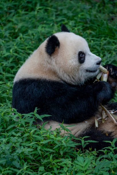 istock cute fluffy panda in the zoo. 2166592158