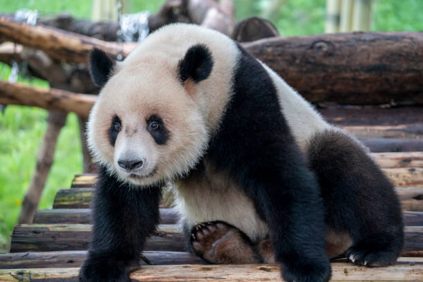 istock cute fluffy panda in the zoo. 2166592336