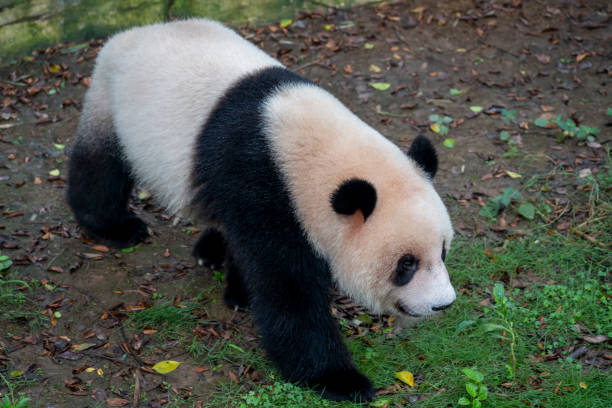 cute fluffy panda in the zoo.