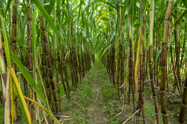 istock Sugarcane fields, sugarcane is the world's largest crop by production quantity. 2166592468