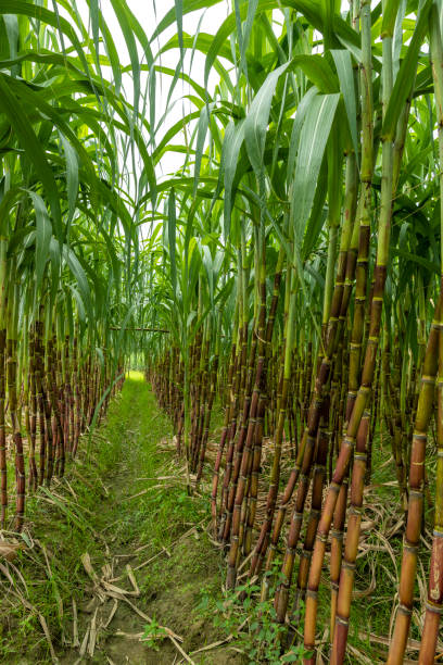 istock Sugarcane fields, sugarcane is the world's largest crop by production quantity. 2166592557
