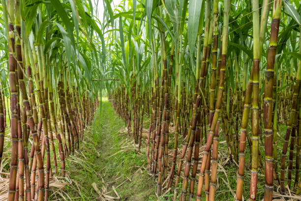 istock Sugarcane fields, sugarcane is the world's largest crop by production quantity. 2166592640