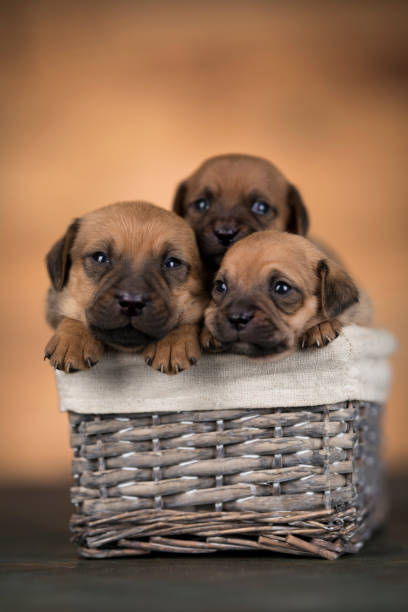 istock Little dogs in a wicker basket 2166592690