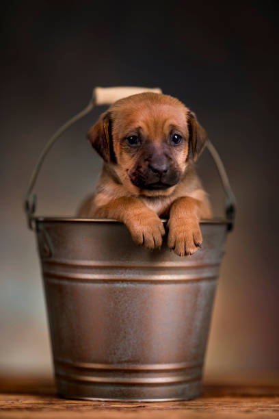 istock A small dog in a metal bucket 2166592827