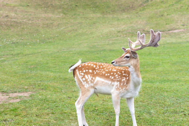 istock White-tailed deer looks to the side in a green meadow. 2166593189