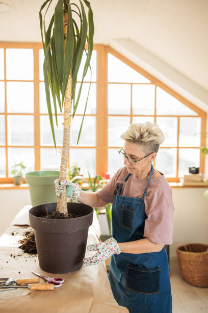 istock Woman repotting a palm tree at home 2166595362