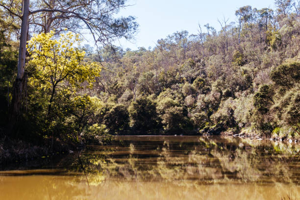 istock Blue Tongue Bend Walk in Warrandyte Melbourne Australia 2166596306