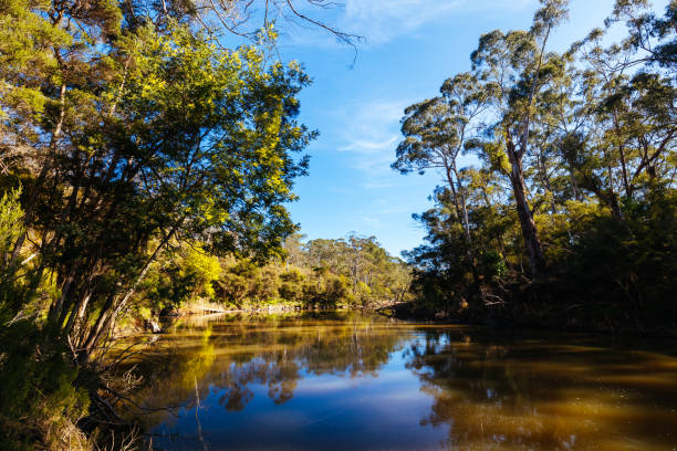 istock Blue Tongue Bend Walk in Warrandyte Melbourne Australia 2166596311