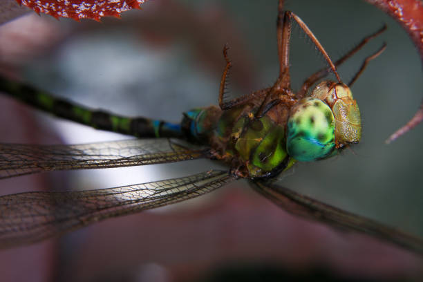 Dragonfly eating insect - animal behavior.
