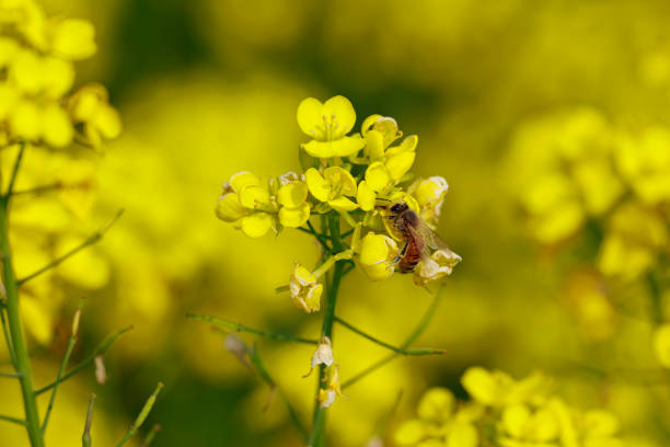 istock Bees are collecting honey on mustard seeds.Selective focus 2166596742