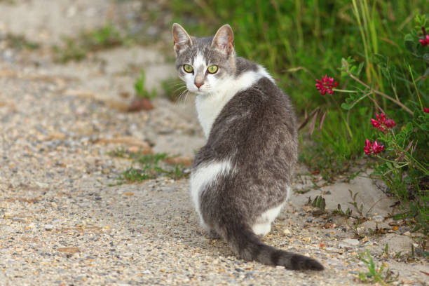 istock Gray and white cat sitting on a path, surrounded by green plants and red flowers, looking back 2166597276