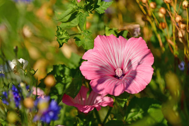 Hollyhock with a pink flower in summer
