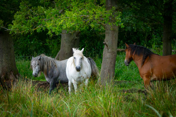 istock Horses under a tree in Woodwalton Fen, Cambridgeshire 2166597975