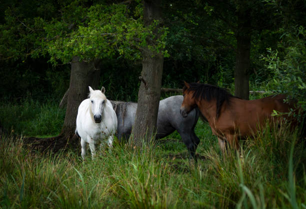 Horses under a tree in Woodwalton Fen, Cambridgeshire