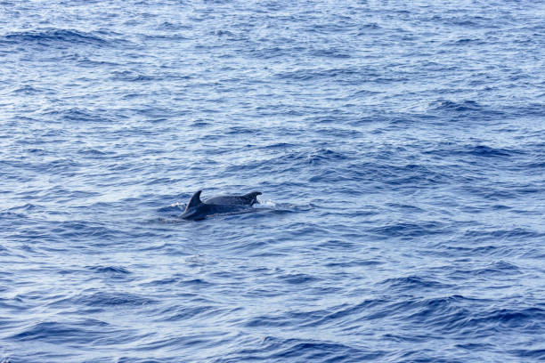 Two dolphins gliding gracefully near the surface of the Maldives' crystal-clear waters, showcasing the beauty of marine life in paradise