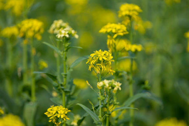 istock Mustard plant close up background.Yellow flowers, Selective focus 2166598628