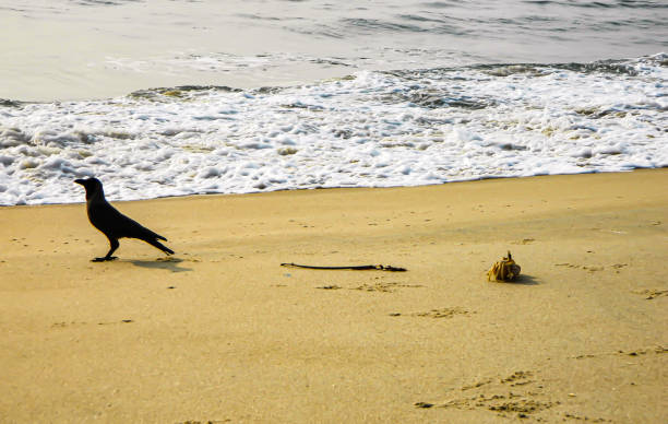 istock The Crab and the Raven 2166599849
