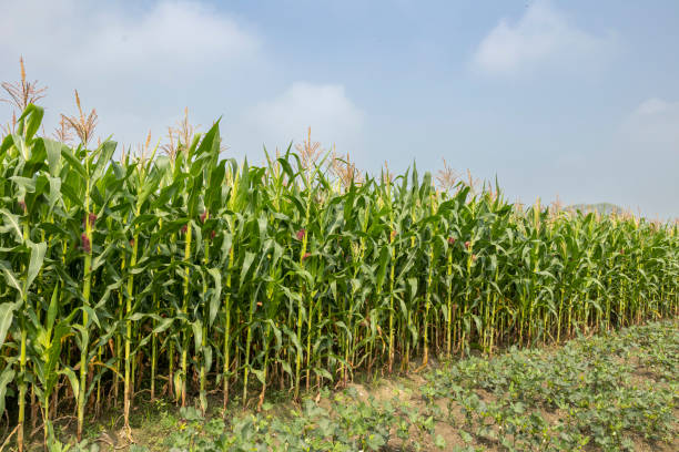 istock Background of corn plants and blue sky before mocha arrives. 2166600712