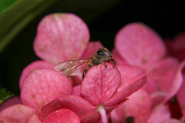 Honey bee on pink hydrangea flower, close up