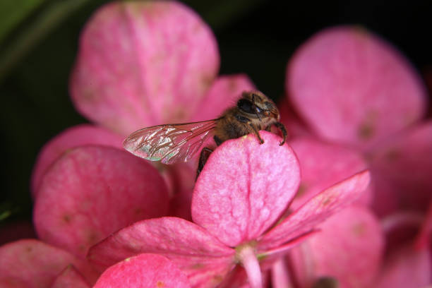 Honey bee on pink hydrangea flower, close up