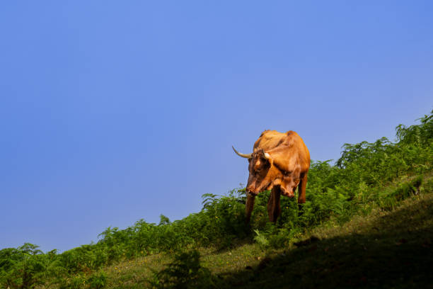 A bull on a steep mountain in Madeira. The bull lives in the Fanal forest. He is currently eating grass.