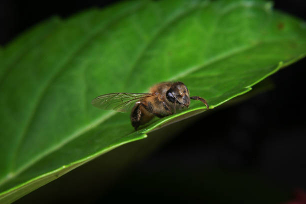 Honey bee on yellow flower with green background in forest.Black Forest - Germany.