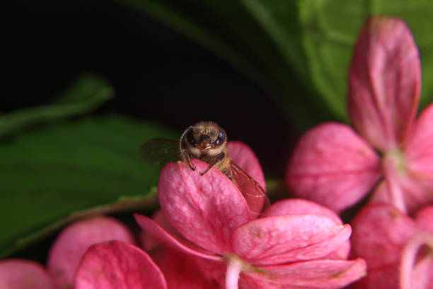 Honey bee on pink hydrangea flower, close up