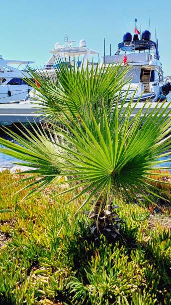 istock Marina, green plant 2166603254