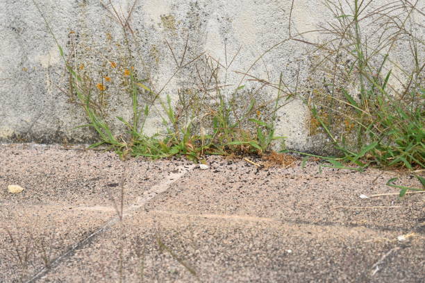 istock Bat Guano on the Ground 2166604213