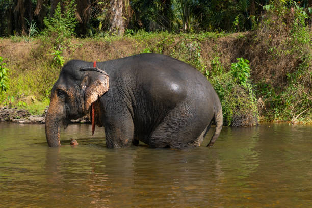 istock A large elephant standing in a river in Bali, having a bath and cleaning itself. 2166604267