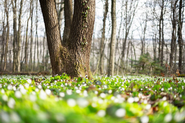 White wood anemone flowers in spring forest closeup. Forest meadow covered by Primerose (Nemorosa) flowers