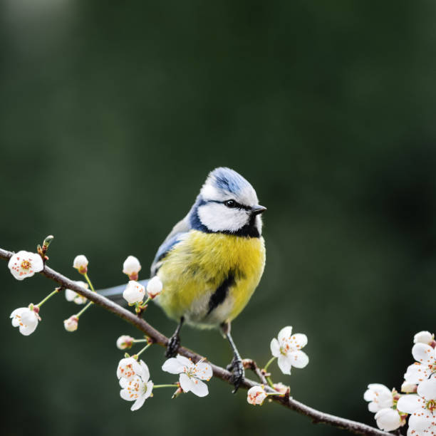 istock Small parus on twig with cherry flowers 2166604728