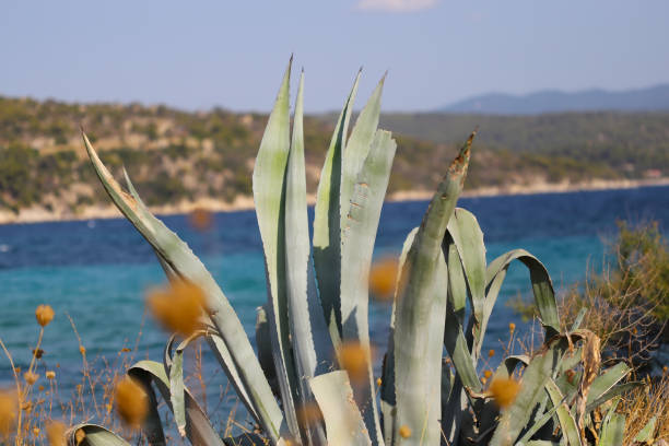 Century plant by sea (Agave americana)