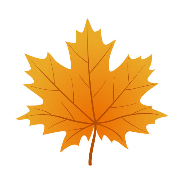 maple leaf. flat style isolated - odejście stock illustrations