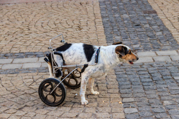 istock Disabled dog using a wheelchair for a walk on street 2166605416