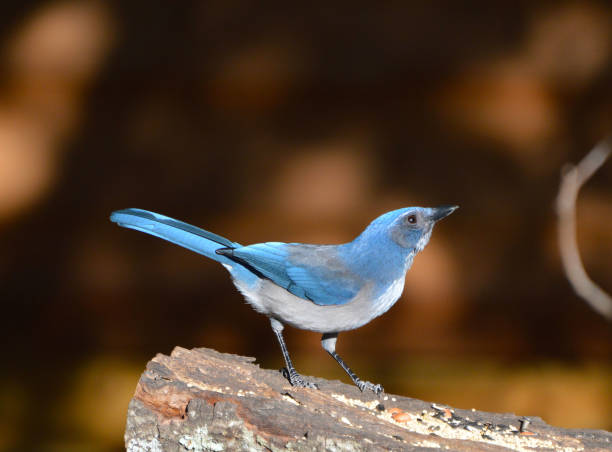 Scrub Jay on branch
