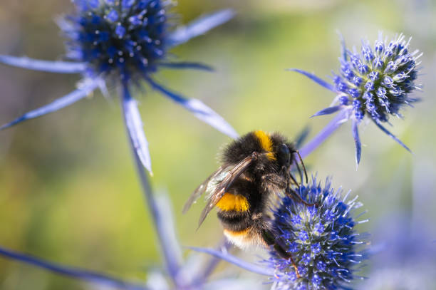 istock One buff tailed bee collecting pollen from a plant 2166605736