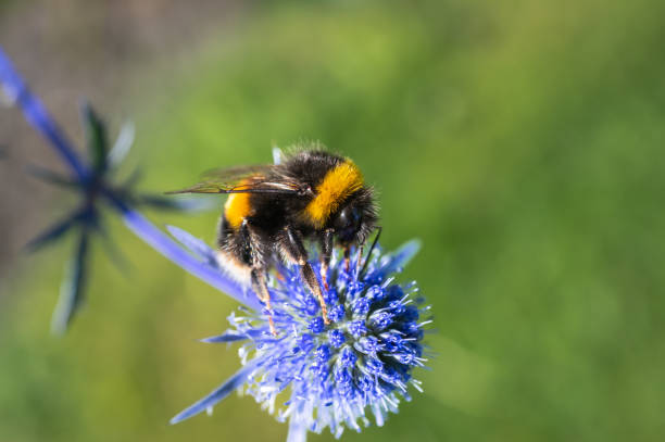istock One bumblebee collecting pollen from a plant 2166605763