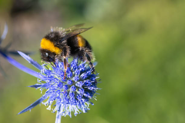 istock One bee collecting pollen from a plant 2166605800