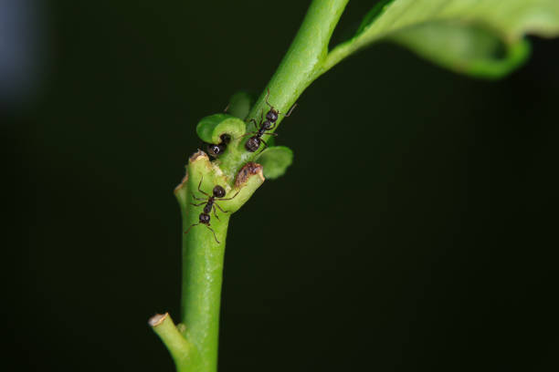 Ants on a reed in the rainforest
