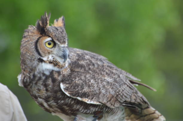 istock Great Horned Owl with Falconer 2166607765