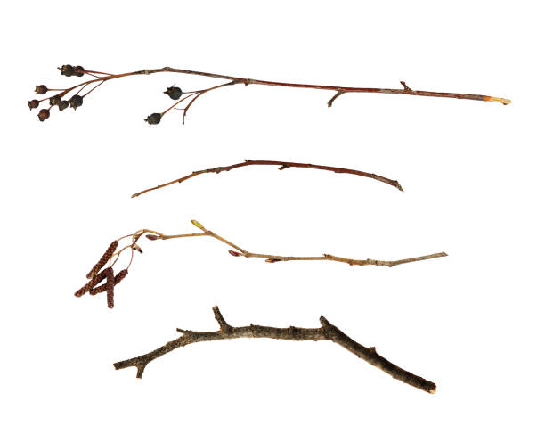 Set of dry twigs isolated on white