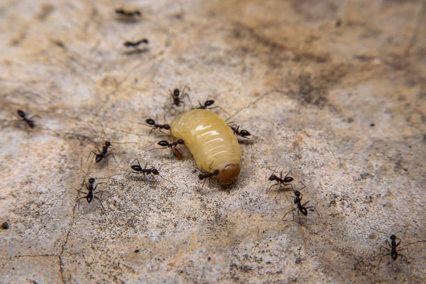 istock Ants hunt and kill larva of a termite on the ground. 2166610056