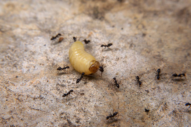 istock Ants hunt and kill larva of a termite on the ground. 2166610084