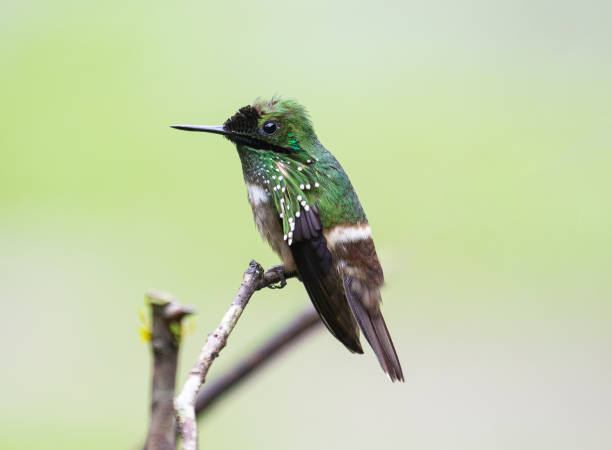 istock little hummingbird 2166611429